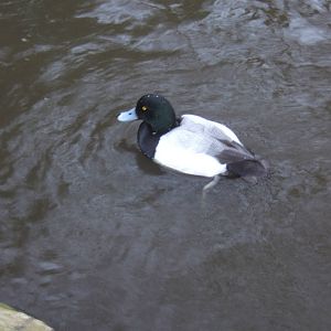 European Greater Scaup