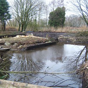 View of work on new Northern Swamps and forest exhibit