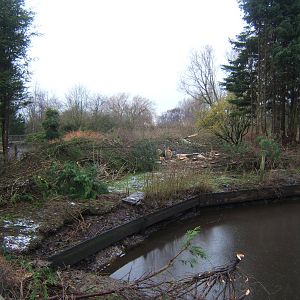 View of work on new Northern Swamps and forest exhibit