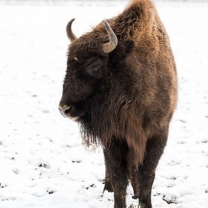 Wisent / European bison : Whipsnade : 17 Jan 2016