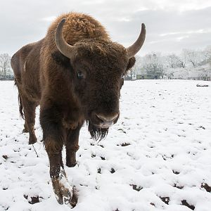 Wisent / European bison : Whipsnade : 17 Jan 2016