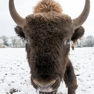 Wisent / European bison : Whipsnade : 17 Jan 2016