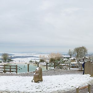 Penguin pools (exhibit) : Whipsnade : 17 Jan 2016