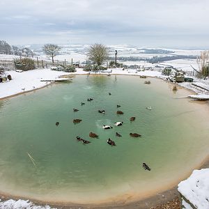 Penguin pool (exhibit) : Whipsnade : 17 Jan 2016