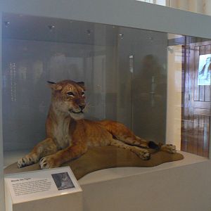 Maude the Tigon - 17 January 2016