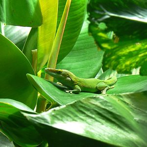 ID? - 17 January 2016