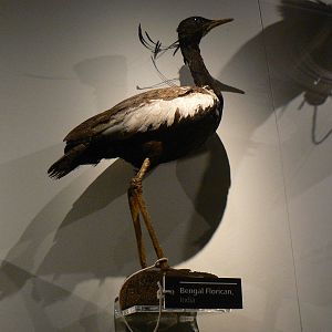 Bengal Florican - 17 January 2016