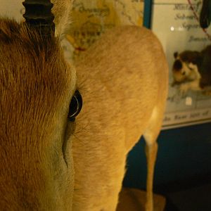 Haggard's Oribi - 17 January 2016