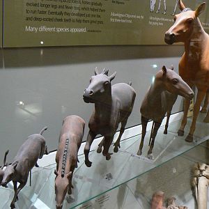 Models showing the evolution of Horses - 17 January 2016