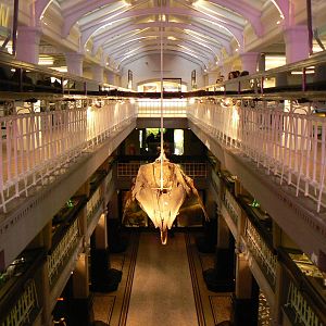 View of main hall containing mainly Natural History exhibits- 17 January 20