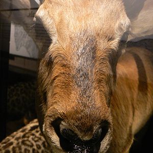 Pitman's Oribi - 17 January 2016