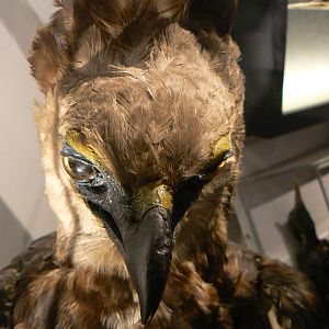 Harpy Eagle - 17 January 2016