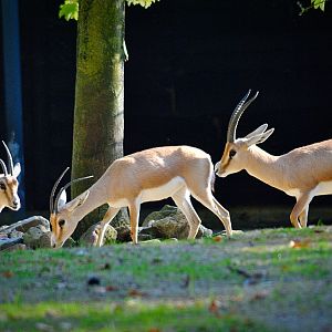 Rhim gazelles