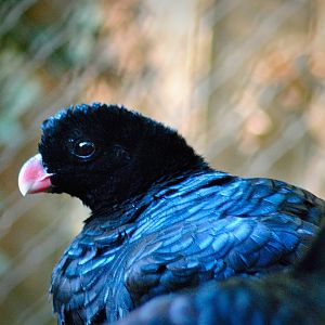 Crestless curassow