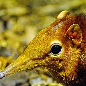Black and rufous sengi