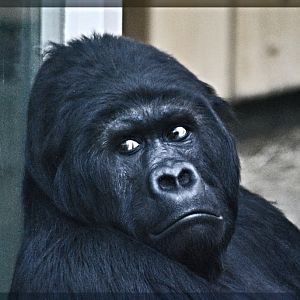 Eastern lowland gorilla Amahoro