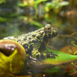 Oriental Fire-bellied Toad - 17 January 2016