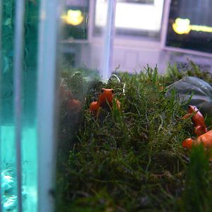 Golden Mantella - 17 January 2016