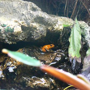 Strawberry Poison Frog - 17 January 2016