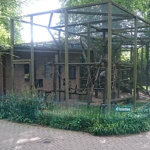Enclosure Ring-tailed lemur