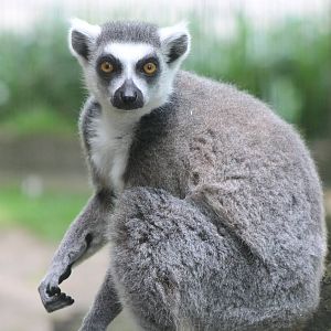Ring-tailed lemur