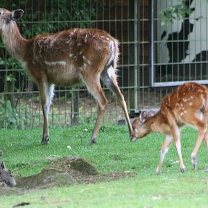 Sitatunga with young