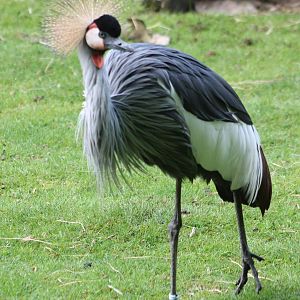 Grey crowned crane