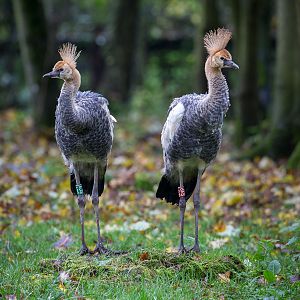 East African crowned-crane : Cotswold WP : 08 Nov 2015