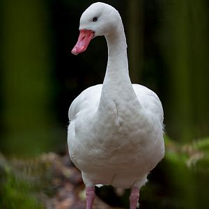 Coscoroba swan : Cotswold WP : 08 Nov 2015