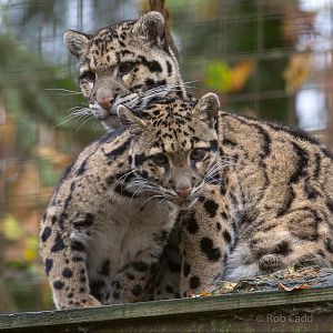 Clouded leopard : Cotswold WP : 08 Nov 2015
