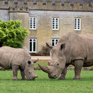 Southern white rhinoceros : Cotswold WP : 08 Nov 2015