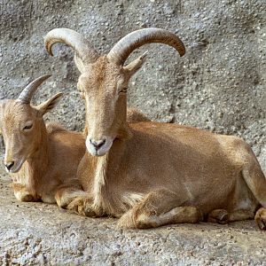 Barbary sheep : London : 1983