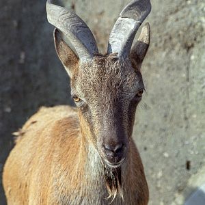Turkomen markhor : London : 1983