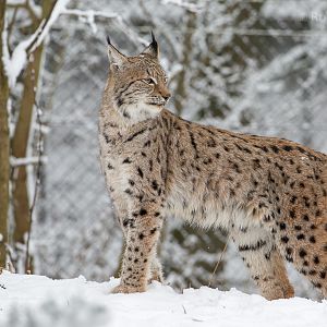 Northern lynx : Whipsnade : 17 Jan 2016