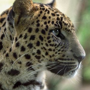 Leopard : London : 1983