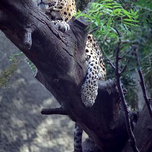Leopard : London : 1983