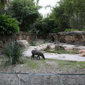 babirusa and otter exhibit