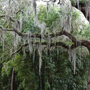 Spanish moss
