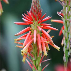 candleabra aloe