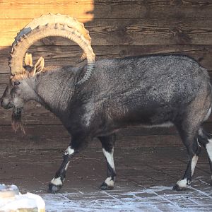 Nubian Ibex (Capra nubiana) male, January 2016