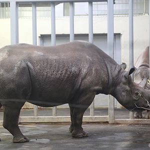 Eastern Black Rhinoceros (Diceros bicornis michaeli), January 2016