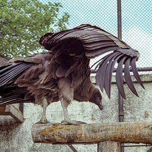 Andean condor : London : 1984