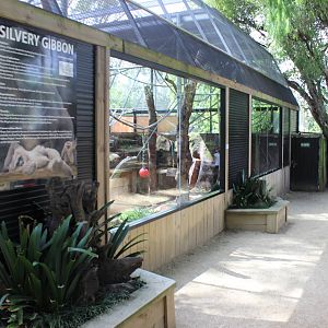 Silvery Gibbon enclosure