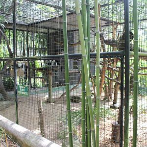Black and White Lemur enclosure