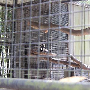 Black and White Lemur twins