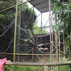 Spider Monkey enclosure
