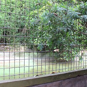 1st Tiger enclosure