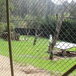 Tawny Lion enclosure
