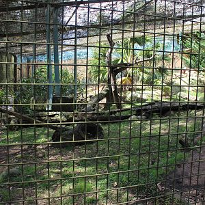 Serval enclosure