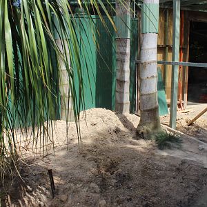Fennec Fox enclosure